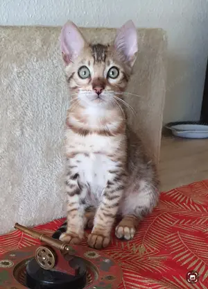 Kleine süßer Bengal Kater 
