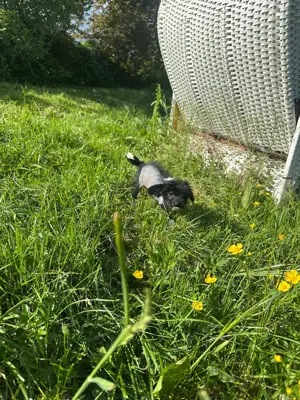 Süße Chinese Crested Welpies suchen ihr Traum zuhause Bild 6