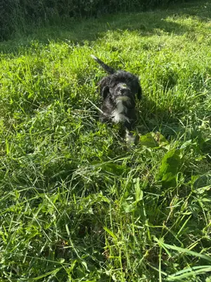 Süße Chinese Crested Welpies suchen ihr Traum zuhause Bild 9