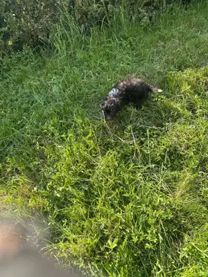 Süße Chinese Crested Welpies suchen ihr Traum zuhause Bild 3
