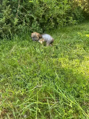Süße Chinese Crested Welpies suchen ihr Traum zuhause Bild 2