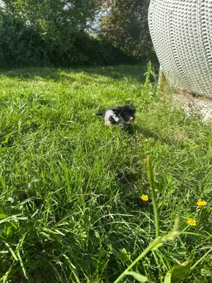 Süße Chinese Crested Welpies suchen ihr Traum zuhause Bild 7
