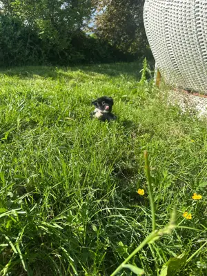 Süße Chinese Crested Welpies suchen ihr Traum zuhause Bild 4