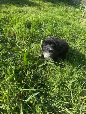 Süße Chinese Crested Welpies suchen ihr Traum zuhause Bild 5