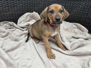 Welpen Großer Schweizer Sennenhund x Rhodesian Ridgeback 