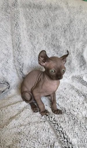 Sphynx Kitten (3Stück   1x Elf)