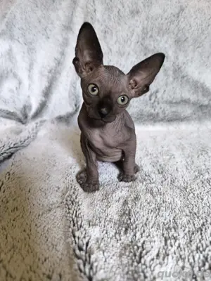 Sphynx Kitten (Männlein)