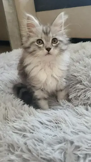  wunderschöne reinrassige  maincoon katzen babys 