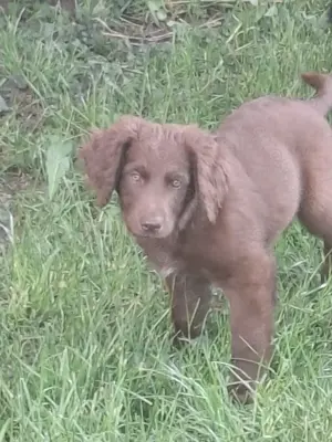 1Rüde sucht noch ein Zuhause. Mischlingswelpe Kl. Münsterländer  Altdeutscher Hütehund- Bode Collir 