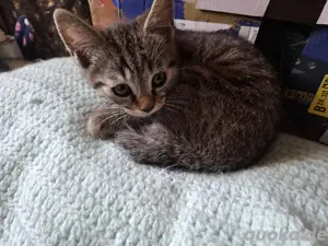 BKH Mischling Katerchen