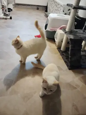 Katzen Zu Verkaufen 