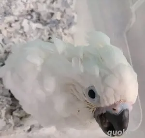 Weißhaubenkakadu-Babys