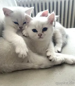 BKH Kitten 