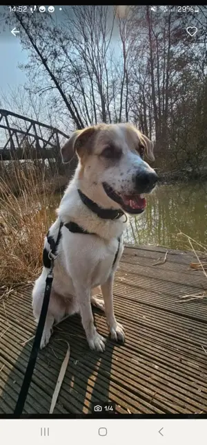 Herdenschutzhund Dalmatiner mix