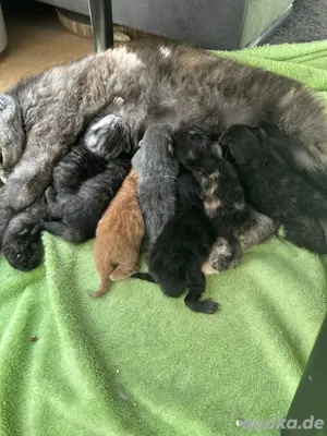 BKH   Main Coon Kitten