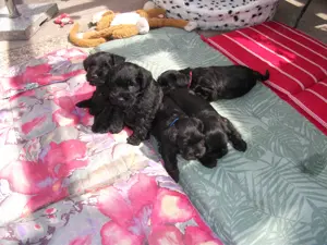 Zwergschnauzer Welpen