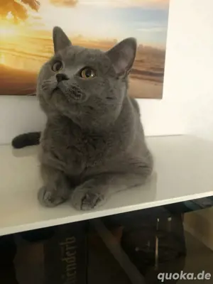 Britisch Kurzhaar Kater  Brox    5  Jahre alt   in liebevolle Hände abzugeben