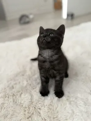 BKH - Bengal- Mix Kitten 