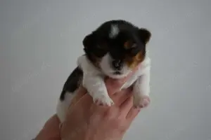   Yorkshire Terrier Biewer  Sucht liebevolles Zuhause 