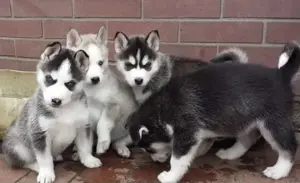 Reinrassige Siberian Husky Welpen  mit Blaue Augen