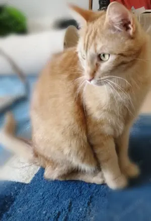 Zwei Katzen abzugeben 