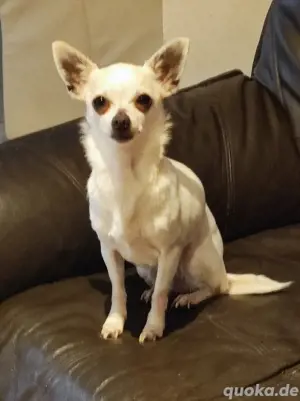 Chihuahua Hündin
