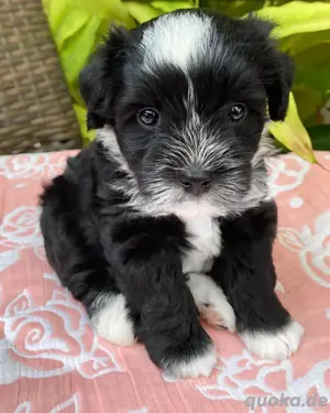 Zwergschnauzer 