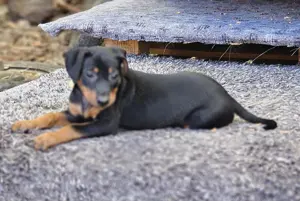 Deutsche Pinscher vom Züchter 