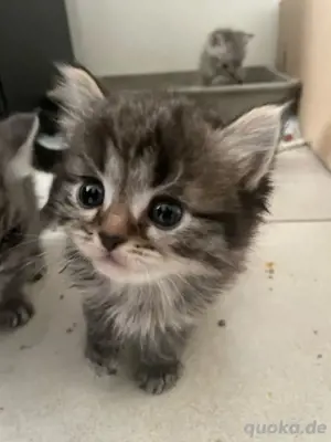 Kitten Siam BKH Allergiker geeignet 