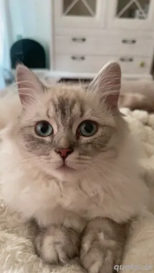 wunderschönes Ragdoll Mädchen Kitten