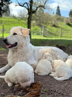 Maremmano Abruzzese Welpen Herdenschutzhunde 