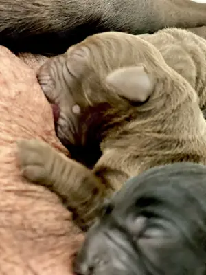 Labrador Welpen mit Stammbaum 