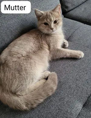 BKH Katzenbabys  Bild 5