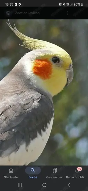 Nymphensittich Hahn