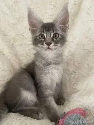 Traumhaftes XXL Maine Coon Kitten sofort abzugeben!