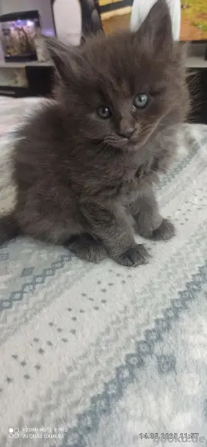 Maine Coon Heilige Birma Mix 