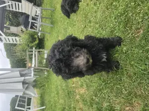 Goldendoodle welpen zu verkaufen 