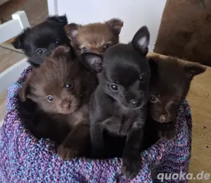 Zwergspitz Pomeranian x Chihuahua Mix Welpen Pomchi