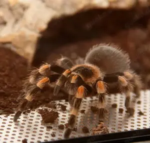 Brachipelma Smithi Mexikanische Rotknievogelspinne