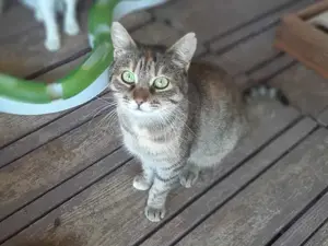Anna, liebenswerte Schmusekatze, ca. 1 Jahr