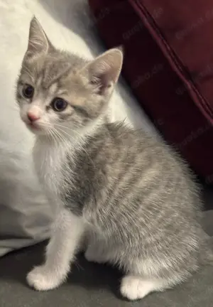 Süße Babykatze zu verkaufen