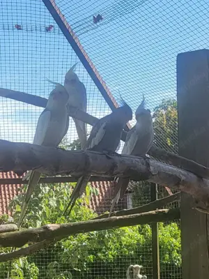 Nymhensittiche zu verkaufen 