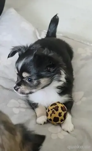 3 Chihuahua Mädels dürfen ab sofort ausziehen!