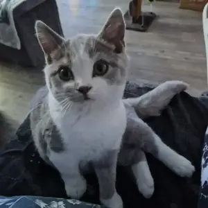 Süßer BKH Kater, Kitten, Katzenkind 