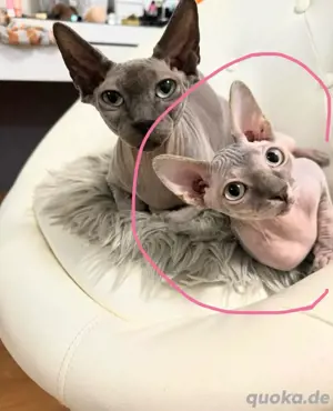 sphynx mädchen 