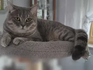 Deckkater BKH Bild 2