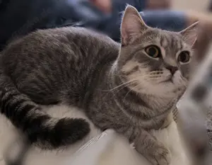 Deckkater BKH Bild 4