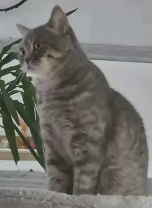 Deckkater BKH Bild 3