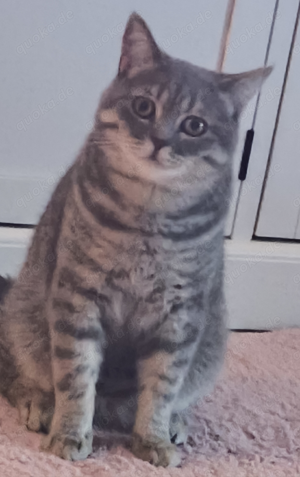 Deckkater BKH