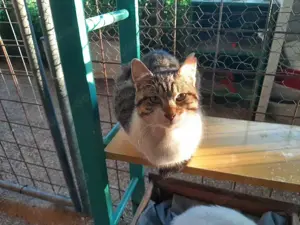Capri, menschenbezogenes Katzenmädchen, ca. 11 Monate